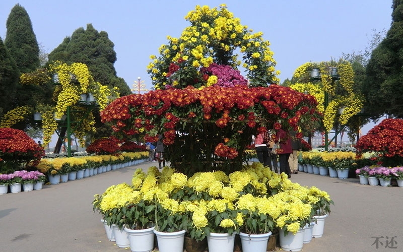 四川菊花展设计