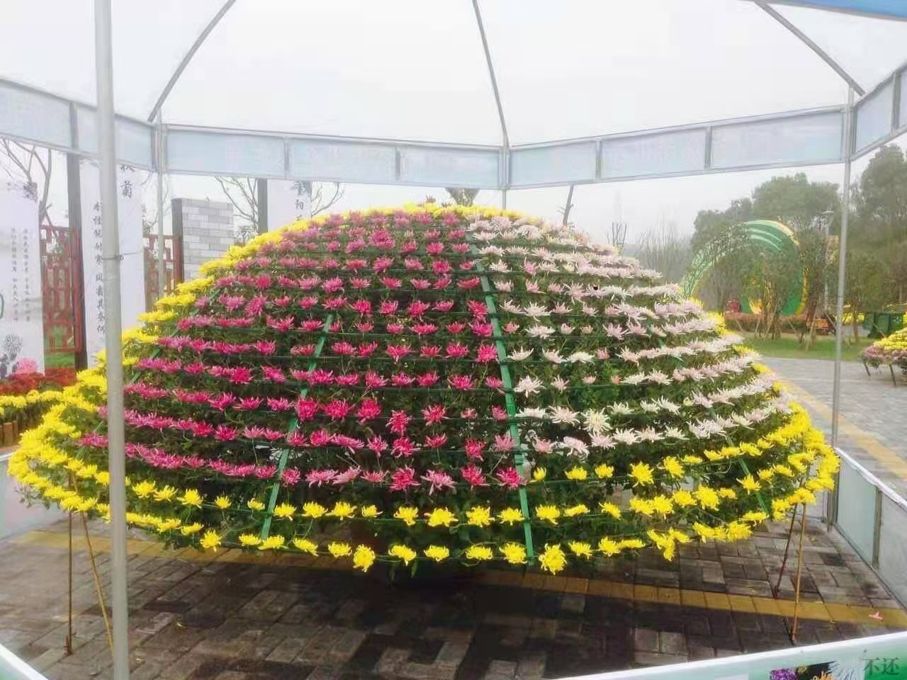扬州菊花展中大立菊造型绑扎经验