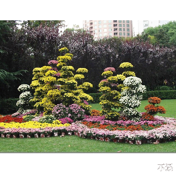 北京菊花展中的艺菊造型：树桩盆景