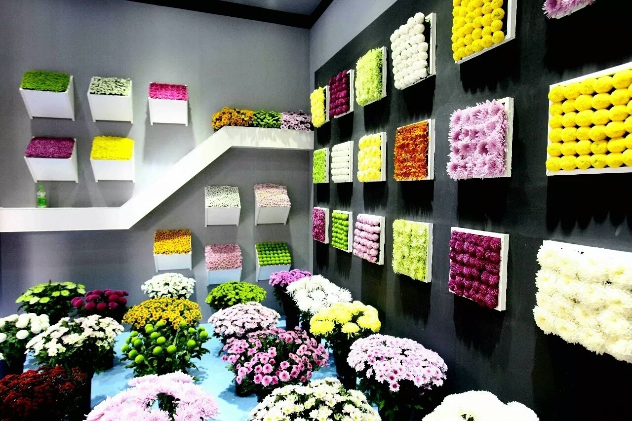塔城菊花展布展方案中，菊花盆花的养护：