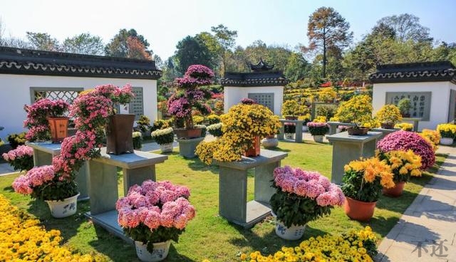 贵港盆景菊在菊花展中大放异彩