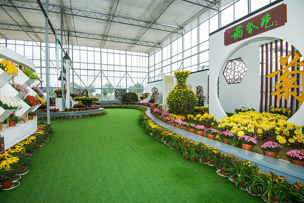 湘西邂逅浪漫的菊花展是什么样的？