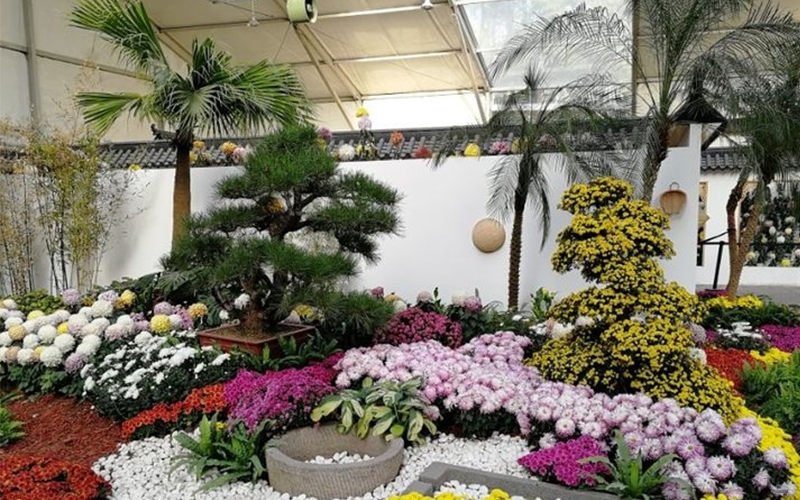 湘西菊花造型让景区、公园更具人气